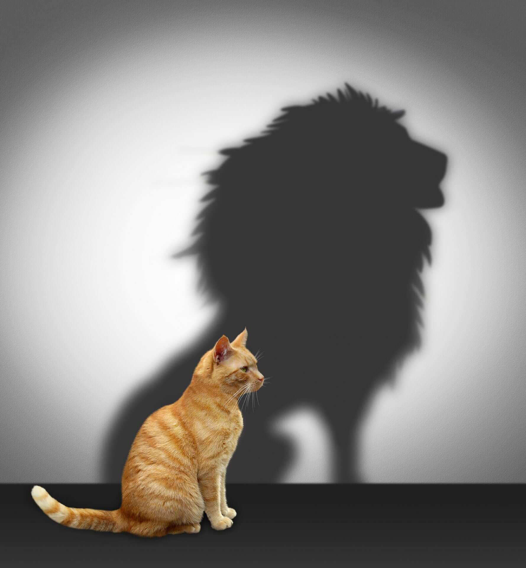 a cat in the foreground with a shadow the shape of a lion
