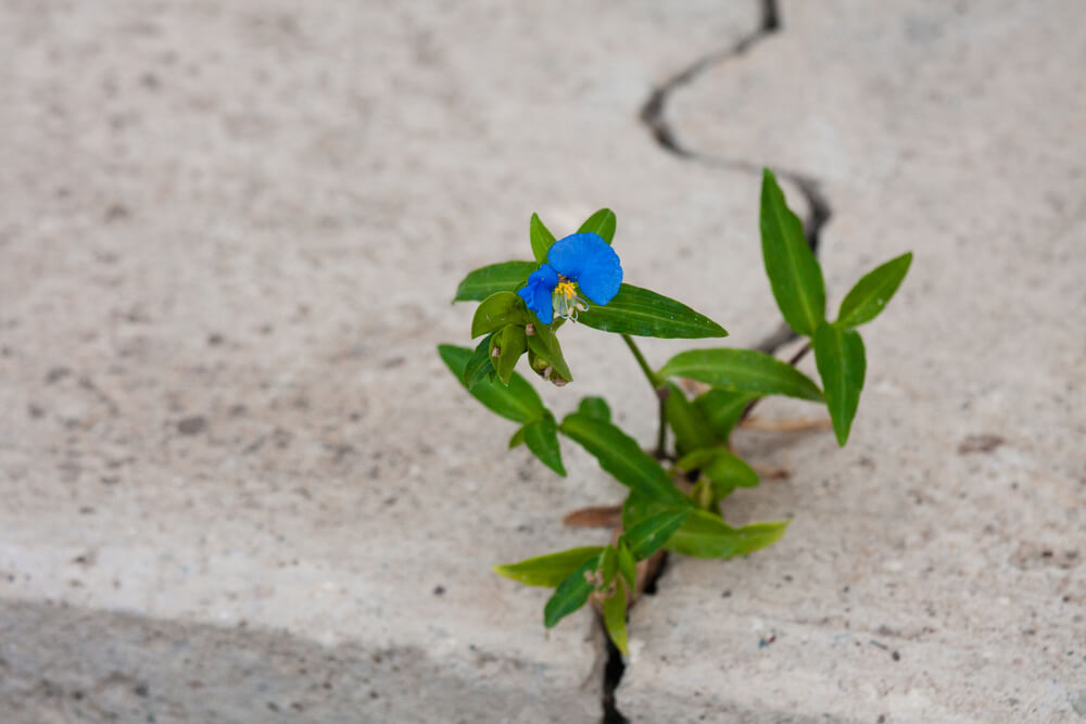 a beutiful flower growing through a crack in a rock